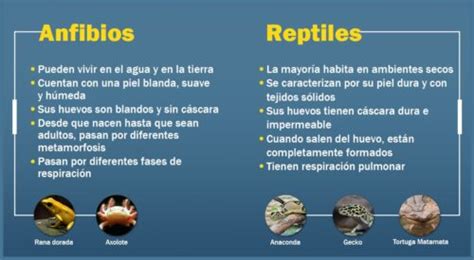 Anfibios vs Reptiles Cuál es la diferencia ArmadilloChile cl