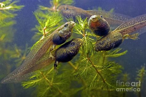 Frog Tadpoles Feeding Photograph by Dr Keith Wheeler/science Photo ...