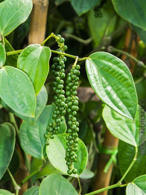 Xl Real Black Peppercorn Vine Piper Nigrum Kens Nursery