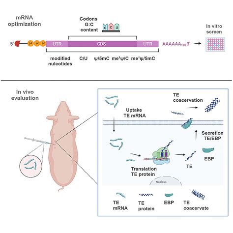 Improved Tropoelastin Synthesis In The Skin By Codon Optimization And