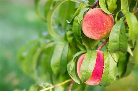 Reliance Peach Freedom Forest Nursery