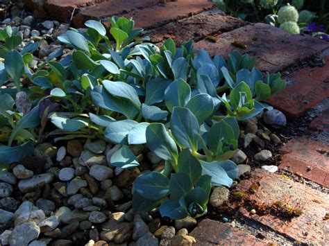 Mertensia Maritima Seed