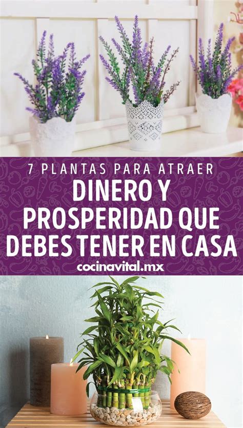 7 Plantas Para Atraer Dinero Y Prosperidad Que Debes Tener En Casa