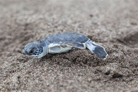 Una Tortuga Verde Beb Chelonia Mydas Arrastr Ndose Hacia El Oc Ano