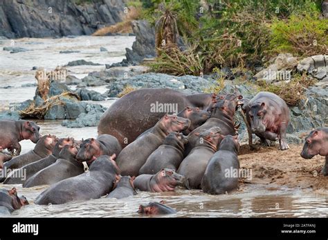 Fighting Hippos Hippopotamus Amphibius In Famous Hippo Pool Of