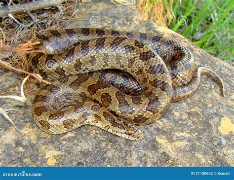 Prairie Kingsnake Lampropeltis Calligaster Stock Foto Image Of