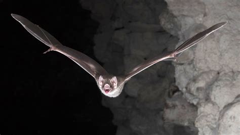 Vampire bat's blood-only diet 'a big evolutionary win' | CTV News