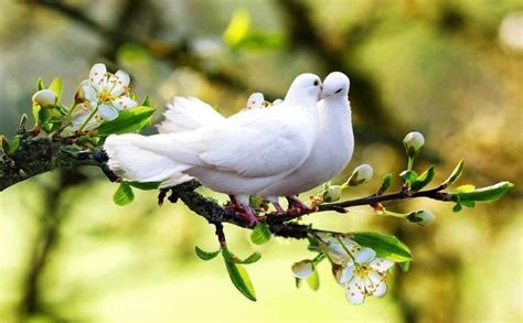 A Pair Of White Doves Via Rose Paradise Beautiful Birds Pet Birds