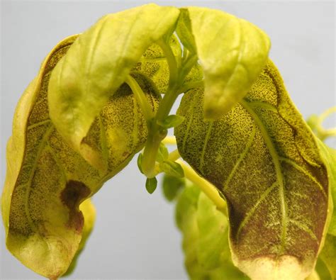 Does Your Basil Have Downy Mildew Vegetable Pathology Long Island