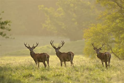 Wild Jagd Und Natur Deutscher Jagdverband