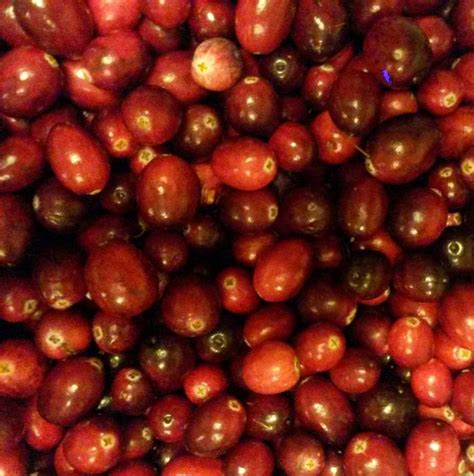 About Us | A Cranberry Farmer