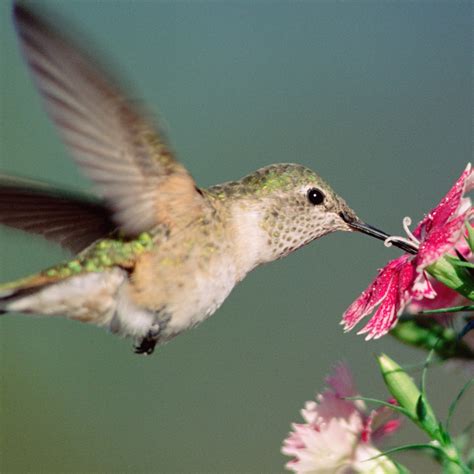 Broad Tailed Hummingbird National Geographic