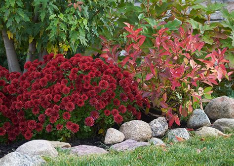 Fall Landscaping Ideas With Mums Elden Westmoreland