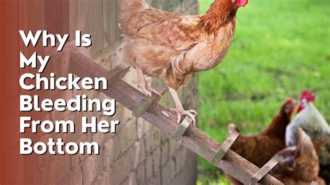 Why Is My Chicken Bleeding From Her Bottom Asking Experts