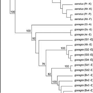 Phylogenetic Relationships Among Nucleotide Sequences Of The Partial