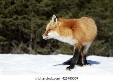 Red Fox Hunting Snow Stock Photo 425980309 | Shutterstock