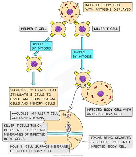 Primary Immune Response Cie International A Level Biology Revision Notes 2022