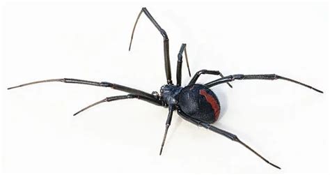 10 Interesting Facts About Black Widow Spiders Learnodo Newtonic