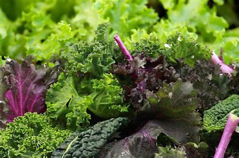 28 Delicious Loose Leaf Lettuce Varieties Amaze Vege Garden