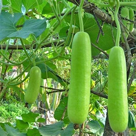 Kanaya Long Gourd Dudhi Zucca Lauki Seed Price In India Buy Kanaya