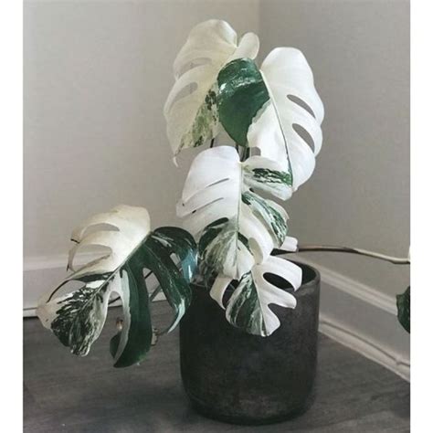 1 Bulbo Costela de Adão Variegata Item de Decoração Nunca Usado