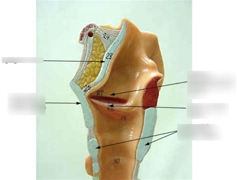 Throat Cross Section Diagram Quizlet