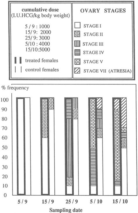 Effect Of Human Chorionic Gonadotropin Hcg Hormone Treatment On The