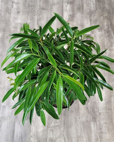 Ficus Varieties | PlantVine