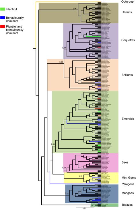 Bayesian 50 Majority Consensus Tree Based On The Concatenated Nuclear