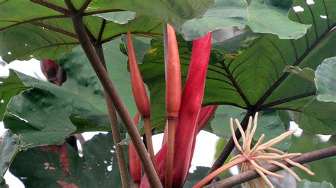 Manfaat Okra Merah Sayur Kaya Nutrisi Yang Baik Bagi Kesehatan