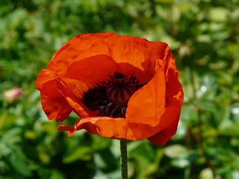 X Wallpaper Orange Petal Flower Peakpx