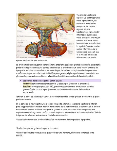 SOLUTION Funcion Endocrina Del Hipotalamo Y La Hipofisis Studypool