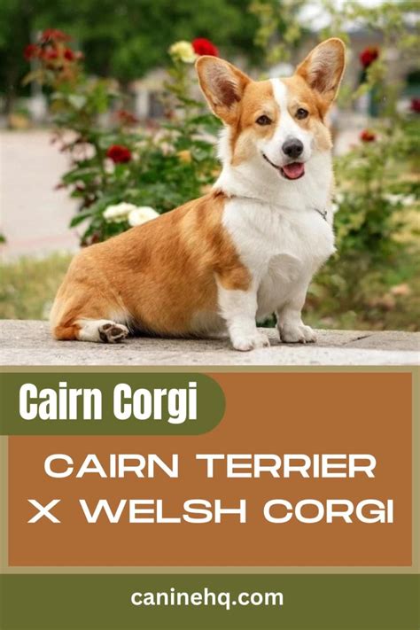 Different Types Of Corgis Complete Guide Artofit