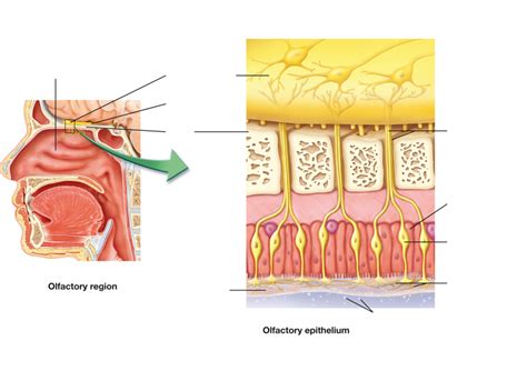 Nose Parts And Functions