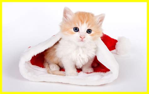 Cute Kitty Wallpapers - Top Free Cute Kitty Backgrounds - WallpaperAccess