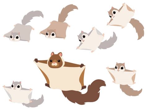 Cute Flying Squirrel Drawing