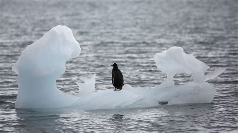 L Antarctique Fond Six Fois Plus Vite Qu Il Y A Quarante Ans AMAEPF