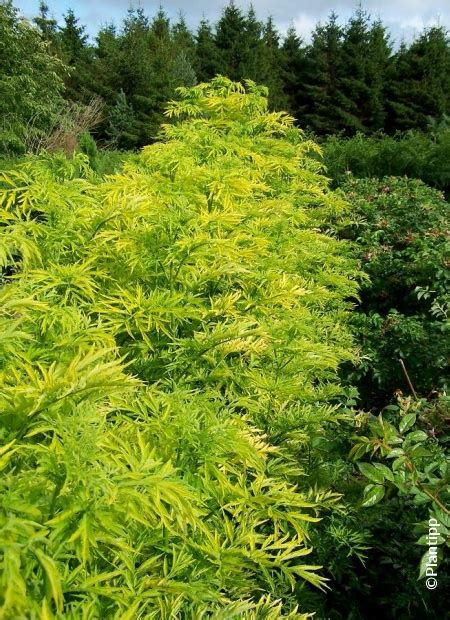 Sambucus Nigra Golden Tower Caragh Nurseries