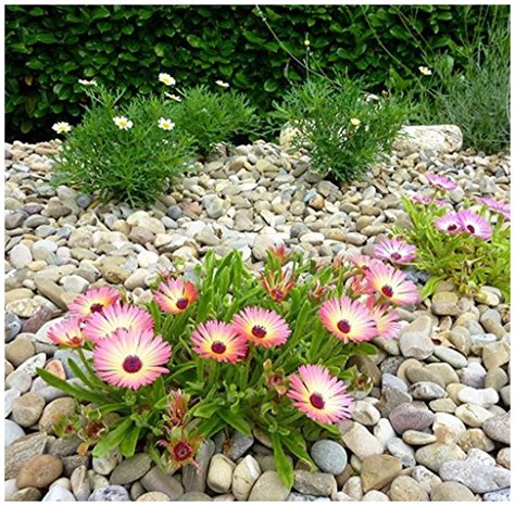 Buy Flower Seeds Mesembryanthemum Flower Seeds For Home Garden-100 Seeds by Creative Farmer ...