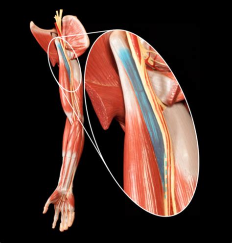 Muscles which move the humerus Flashcards | Quizlet