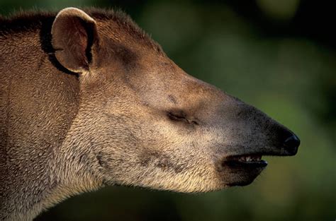 Close-Up Of A Tapir (Tapirus terrestris) - Joel Sartore