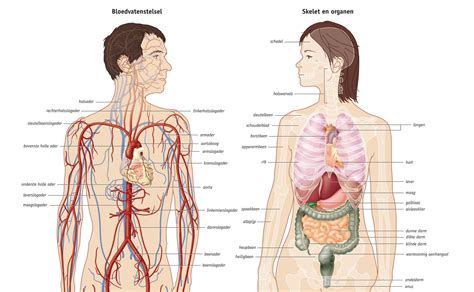 Anatomie Poster Medical Visuals