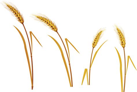 Wheat PNG