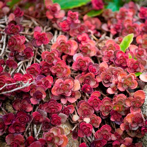 Creeping Stonecrop Two Row Stonecrop Dragon S Blood Sedum Spurium