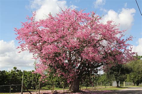 Chorisia Speciosa Valls Garden