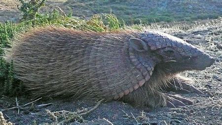 Armadillo Habitat, Facts & Species | Study.com