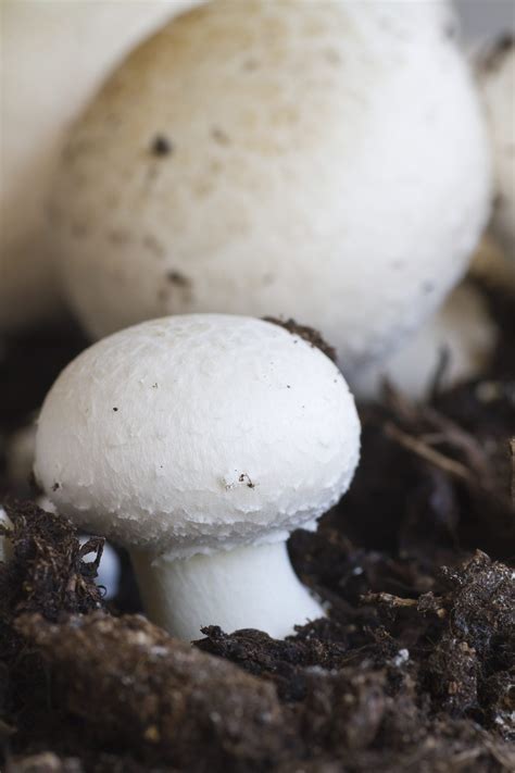 white button mushroom