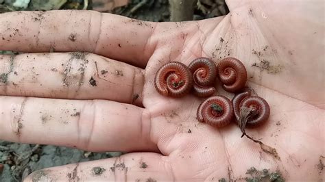 HUNTING Millipedes Tortoise Land Snails Wow Menemukan Kaki Seribu