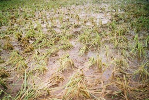 Gujarat To Compensate Farmers For Crop Damaged Due To Heavy Rainfall