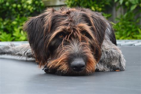 German Wirehaired Pointer Puppies for Sale | Lancaster Puppies